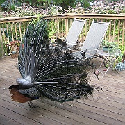 Picture 010